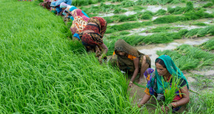 किसानों की समस्यायें व उनका निवारण